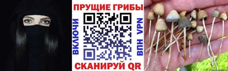 Галлюциногенные грибы прущие грибы Муром